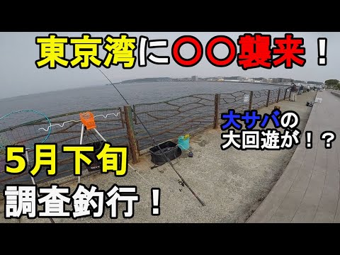 【神奈川県某所】東京湾に○○襲来中！？梅雨入り前の5月下旬、三浦半島の東京湾側に面している釣り場で、最近釣れ出しているらしい、とある魚の調査とサビキ釣り調査をしてみたら…！【2022.05.2