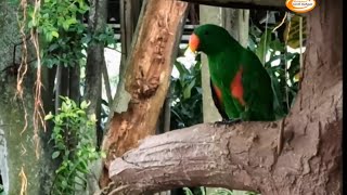 BURUNG BAYAN JANTAN GACOR COCOK UNTUK PIKAT (Eclectus roratus)/PARROT