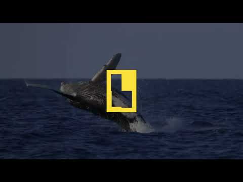برنامج جديد | أسرار الحيتان | ناشونال جيوغرافيك أبوظبي