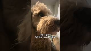 Which is better dogs or games? You choose. #gamingmemes #dogmemes #cavapoo #ukgamer