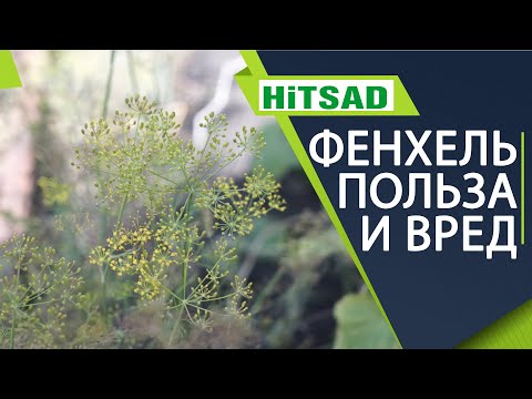 Видео: Польза желтокорня для здоровья - выращивание растений желтокореня в саду