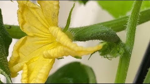 Chia sẻ cách trồng dưa chuột sớm từ cuối đông, trồng dưa chuột bằng rác thải nhà bếp cho nhiều trái