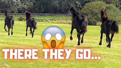 We Really Needed To Do This! It’s A Lot Of Work But Wow! There They Go... | Friesian Horses