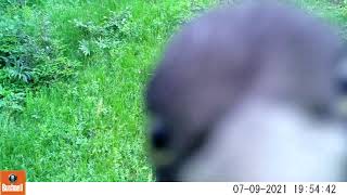 O ciocănitoare a fost surpinsă cum încearcă să spargă obiectivul unei camere. Imaginile amuzante 1 video
