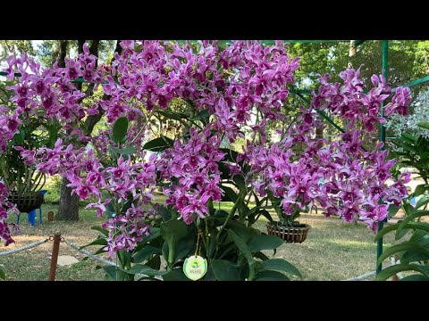 12 Loại Lan Dendro Nắng Đẹp Nên Sưu Tầm - youtube