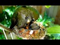 Emma the Hummingbird feeds Lucy &amp; Ricky!