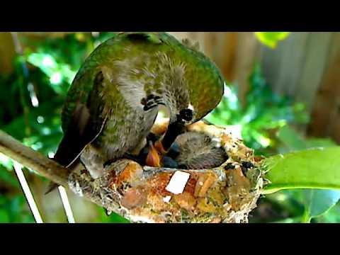 Emma the Hummingbird feeds Lucy  Ricky