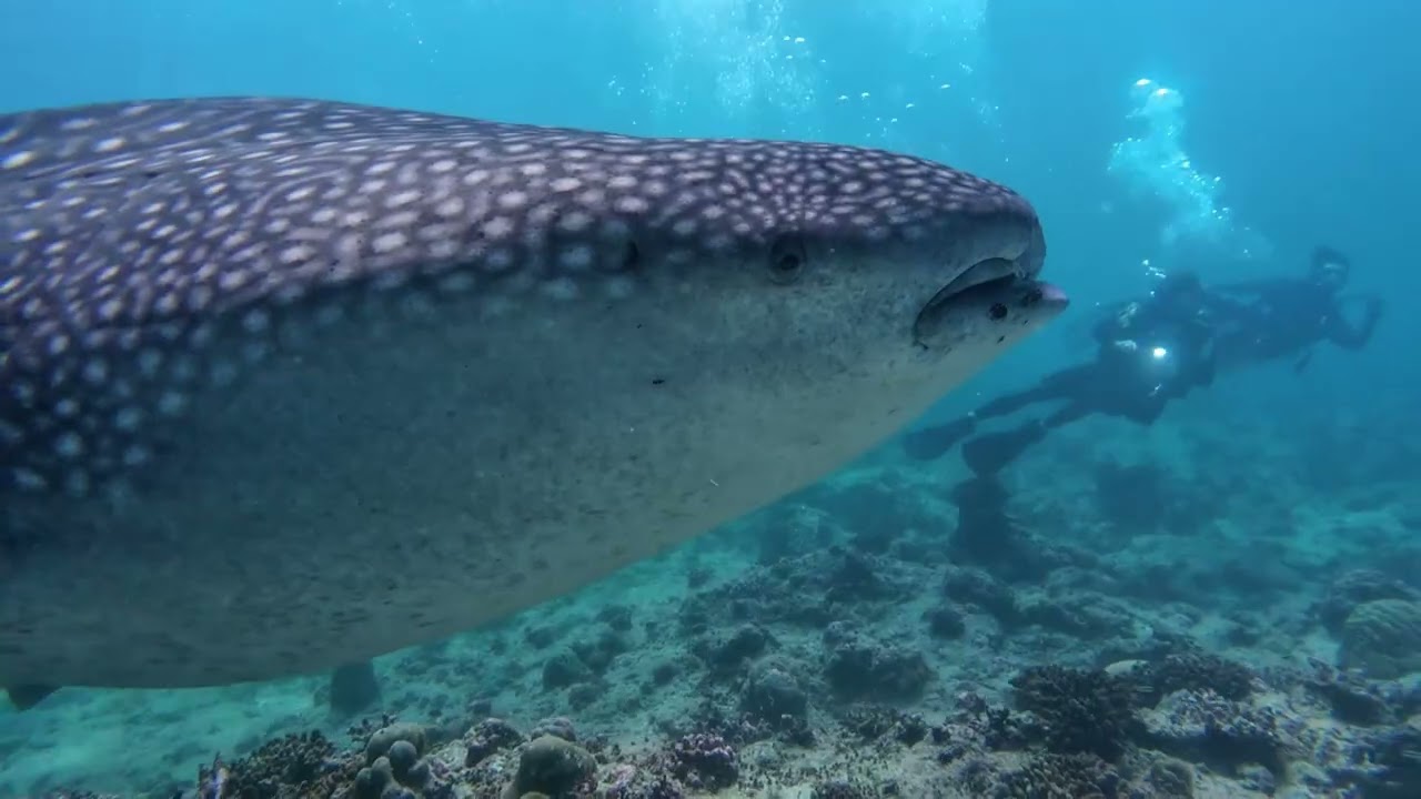Mandhoo Beyru - Whale shark