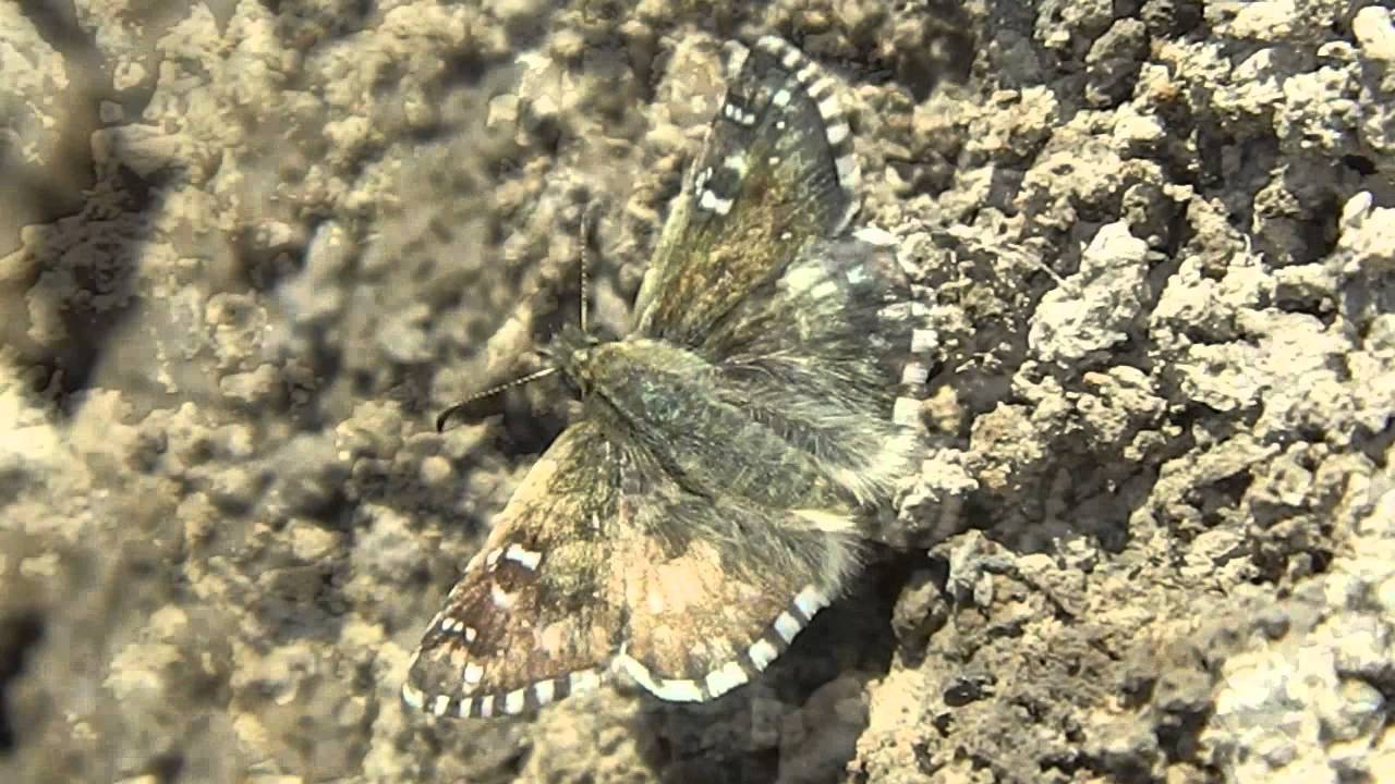 Pyrgus carthami - gdoremi.altervista.org