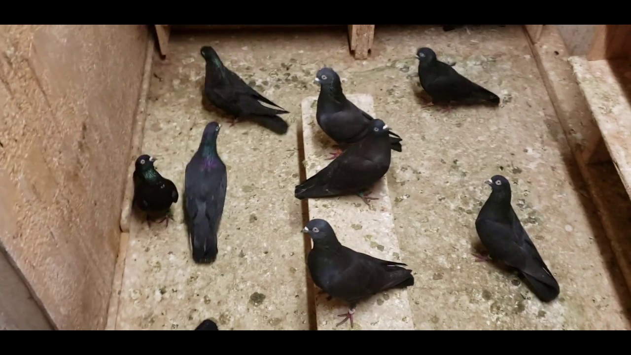 Monday night delight with the Black Tipplers. 12/23/19