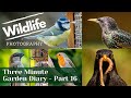 GARDEN BIRDS  UK - Three Minute Diary | Part 16 - Robin, Dunnock, Blue Tit, House Sparrow &amp; Starling