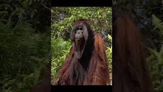 Orangutan Male Standing Tall.