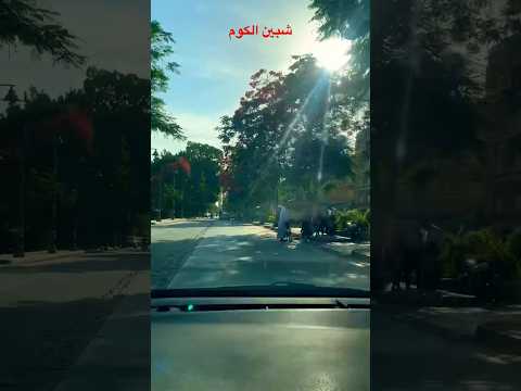 شارع المصنع شبين الكوم بلدي يا بلدي حمزة لاونج شبين الكوم حمزة نمرة  مصر