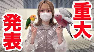 皆さんに重大なお知らせがあります。【モモイロインコ】