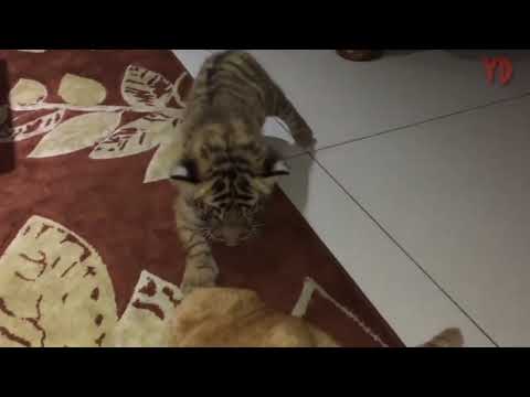 Video: Cara Membuat Anak Harimau