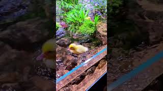 Duckweed Police in a 3 meter aquarium