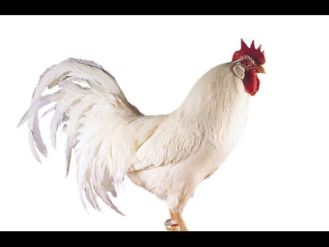 chicken-rooster-sounds-sound-effect-clucking-crowing-in-the-morning-song-children-animal-animals