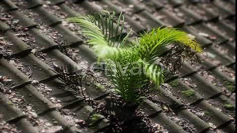 Moss and Fern on Old Roof | Motion Graphics - Envato elements