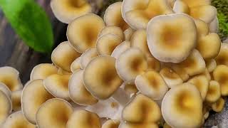 3 Days Later, Golden Oyster Mushrooms