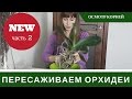 Как Пересаживать Орхидею Фаленопсис 🌸 Пересадка Орхидеи 🌸