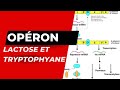 Oprons lactose et tryptophane