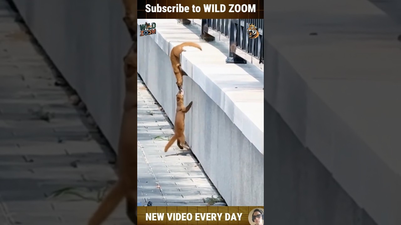 Животные помогают друг другу 🥹❤️ Чистые моменты