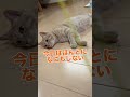 なにもしない！今日は休むぞー笑笑 #cat #catvideos #ちゃちゃまる #猫 #cute