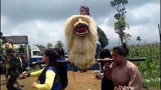 MANUK ciung dina pisitan iringi SINGA