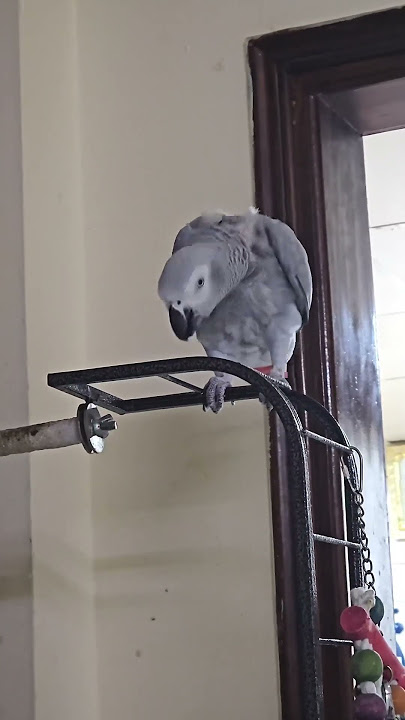 Kuttu : Periyoneee..🎵🎵  #birds #africangrey #greyparrots #malayalam #prithviraj #aadujeevitham
