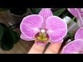🌺🌺🌺 Цветущие орхидейки, апрель 2021 🌺🌺🌺