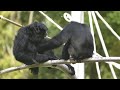 フクロテナガザル 千葉市動物公園 2016
