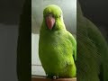 pyara mithu love 🥰🦜😍🎉#shorts​ #mummy​ #parrot​ #parrotsound​ #talkingparrot​ #parrot #talking