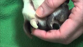 How to trim your dog's nails by GriffithSmAnimalHosp 1,721 views 11 years ago 7 minutes, 27 seconds