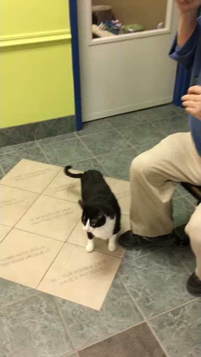 Meet Ivy a Domestic Shorthair currently available for adoption at Petango.com! 1/13/2017 11:09:35 PM