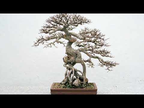 Video: Bonsai (72 Fotos): ¿qué Es? ¿Cómo Hacer Crecer Un árbol Con Tus Propias Manos? Características De La Atención Domiciliaria