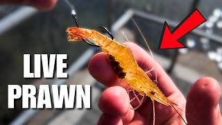 Float Fishing Live Prawns for Bass… I Didn’t Expect This!