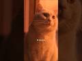 おいもさんを待ち焦がれるが可愛すぎる#ショートドラマ #猫