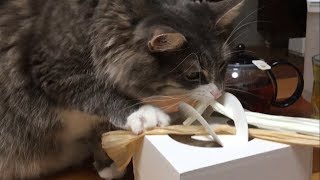 注目集めて主役になる猫  ノルウェージャンフォレストキャットto have a high profile.Norwegian Forest Cat.