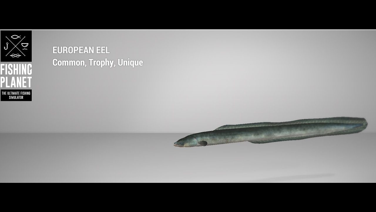 Fishing Planet - Ghent Terneuzen Canal - Trophy - European Eel - Feeder