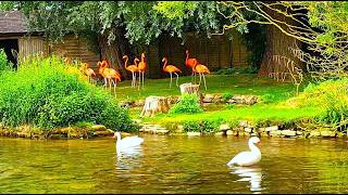 Birdland Park & Gardens, Bourton-On-The-Water, Cotswolds, England UK
