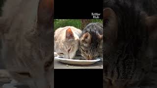 Feeding cute stray cats! #shorts