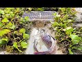 Amazing Hole Fish Trap Use Plastic Box ll Smart Men Build Fish Trap By Muddy soil