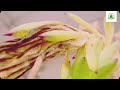 How to grow dragon fruit | harvesting tons of dragon fruits | dragon fruit plant