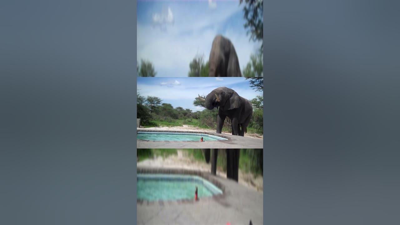 the-5-biggest-animals-in-the-world-youtube