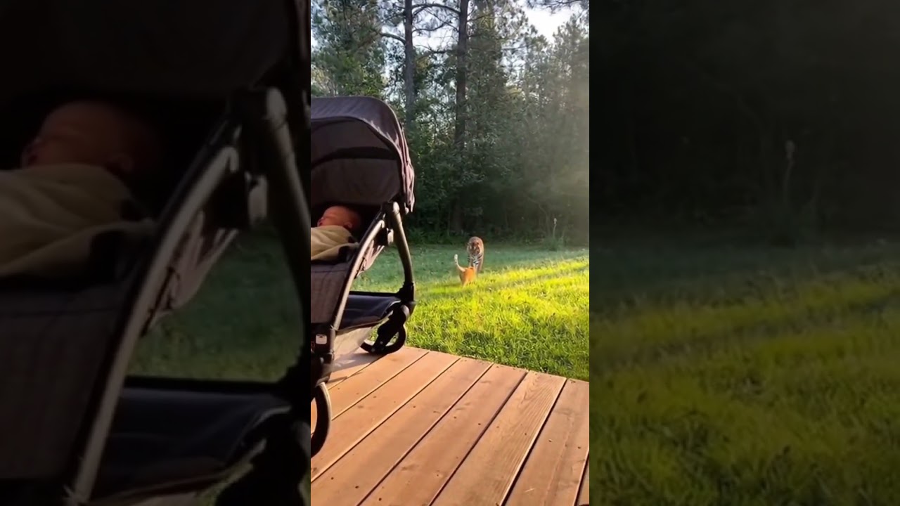 🌅 Unexpected Morning Scene