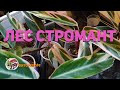 Лес Стромант (Forest Stromanthes)