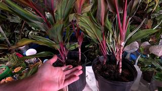 Cordyline Indoor Care and Dealing With Pest