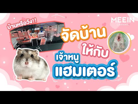 จัดกรง 60 CM : แฮมสเตอร์สายพันธ์ุวินเทอร์ไวท์