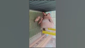 Fawn Java Sparrow#java #javafinchbird #budgiesinfo