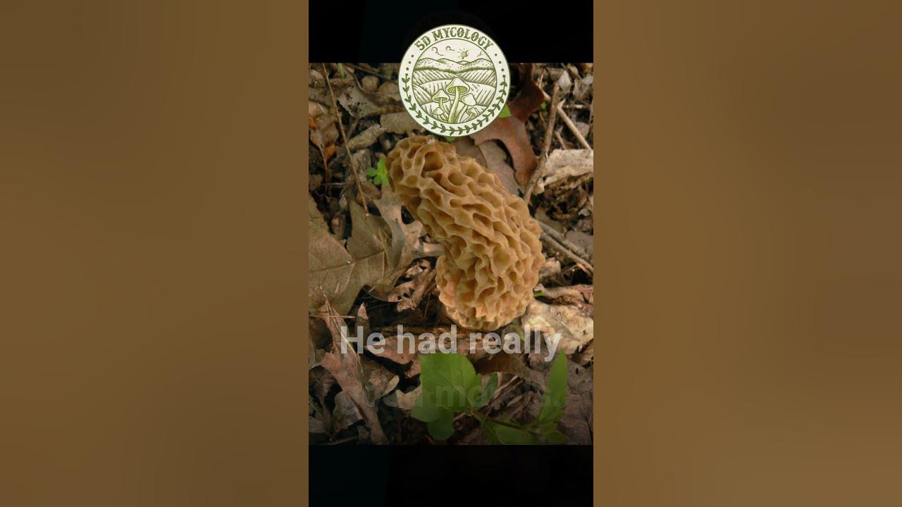 mushroom Puns 🍄 Morel Joke viral shorts YouTube